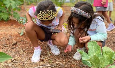 A importância da alfabetização ambiental