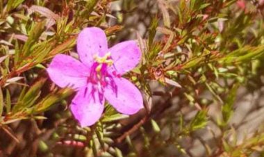 Nova espécie da flora brasileira é encontrada no Parque Estadual da Serra do Rola-Moça